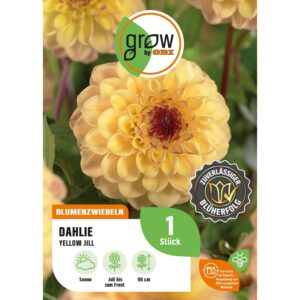 GROW by OBI Dahlie Yellow Jill Höhe ca. 90 cm
