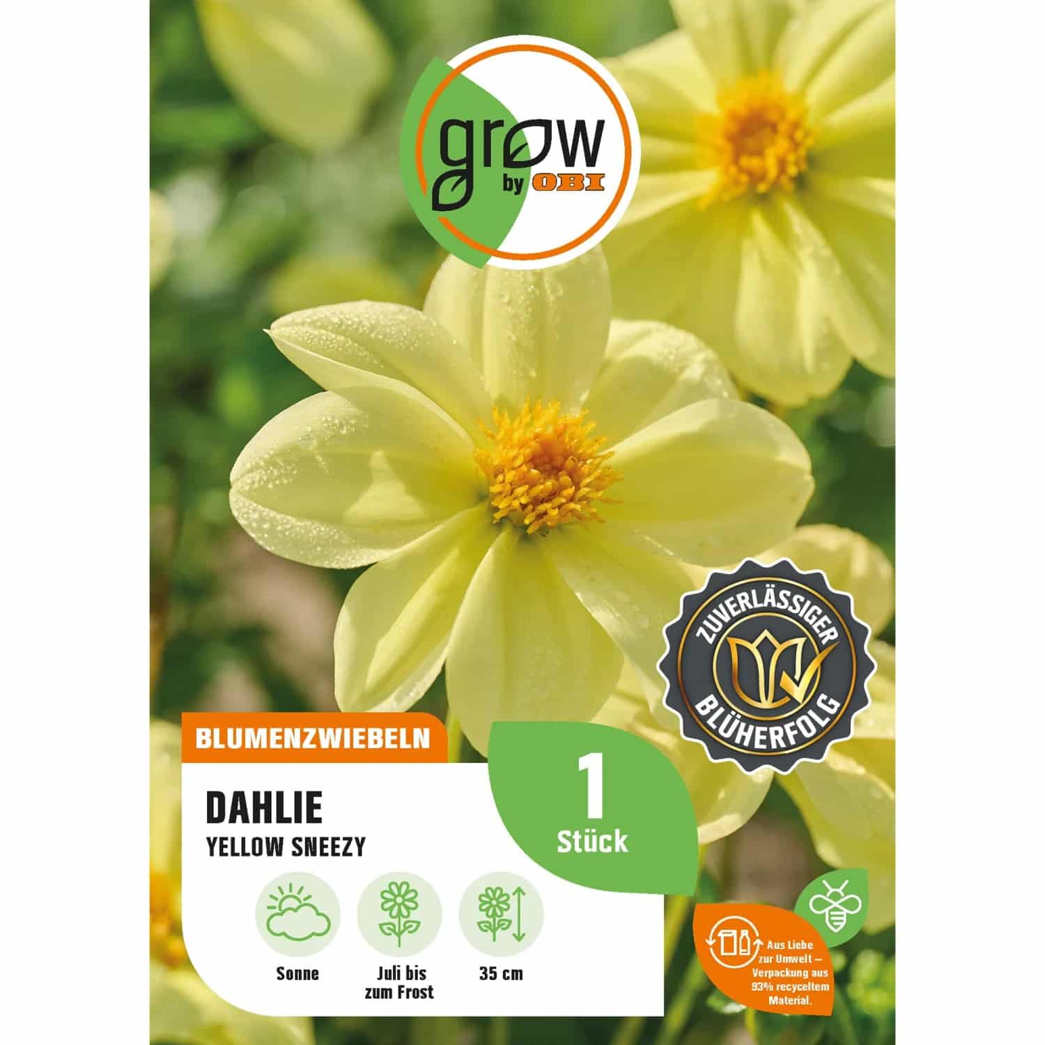GROW by OBI Dahlie Yellow Sneezy Höhe ca. 35 cm