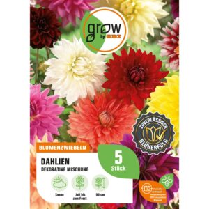 GROW by OBI Dahlien Mischung Höhe ca. 90 cm Dahlia decorative