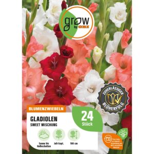 GROW by OBI Gladiolen Sweet Mischung Höhe ca. 100 cm Gladiolus grandiflorus