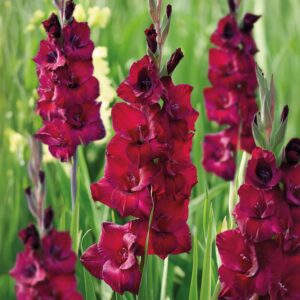 GROW by OBI Gladiolus grandifl. Back Star