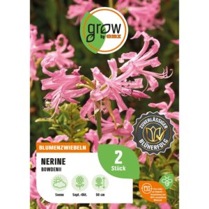 GROW by OBI Guernseylilie Bowdenii Höhe ca. 50 cm Nerine