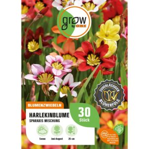 GROW by OBI Harlekinblume Tricolor-Mischung Höhe 25 cm Sparaxis