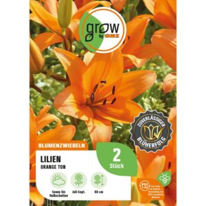 GROW by OBI Lilie Orange Ton Höhe ca. 60 cm Lilium asatic