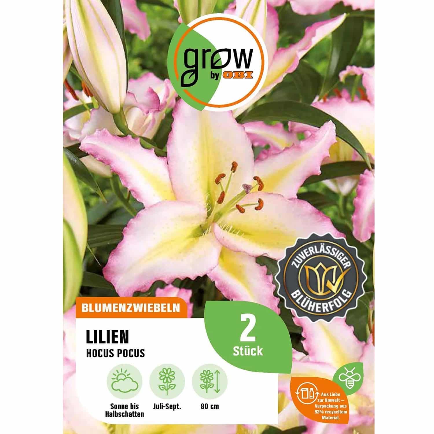 GROW by OBI Lilie Oriental Hocus Pocus Höhe ca. 80 cm Lilium oriental