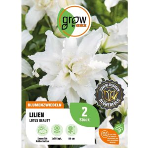 GROW by OBI Lilie Oriental Lotus Beauty Höhe ca. 80 cm Lilium oriental
