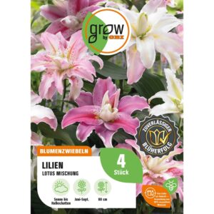 GROW by OBI Lilie Oriental Lotus Mischung Höhe ca. 80 cm