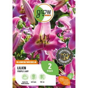 GROW by OBI Lilie Purple Lady Höhe ca. 100 cm Lilium O.T. Hybrid