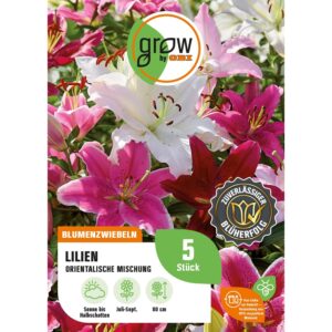 GROW by OBI Lilien Mischung Höhe ca. 80 cm Lilium oriental
