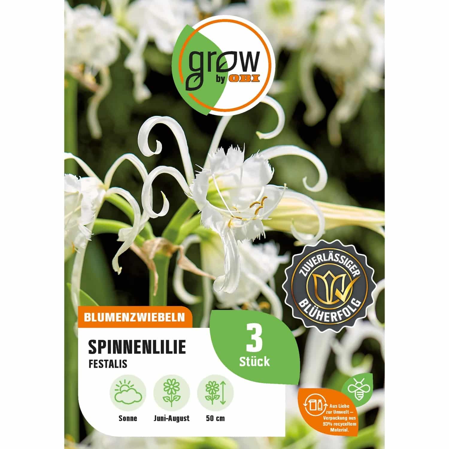 GROW by OBI Spinnenlilie Festalis Höhe ca. 50 cm Hymenocallis festalis