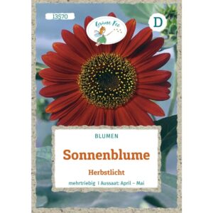 Grüne Fee Sonnenblume Herbstlicht Saatgut