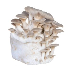 Hawlik Pilzbrut Bio Kräuterseitling Pilze Züchten Set mit Pilzkultur und Anleitung für Pilzzucht Zuhause