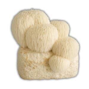 Hawlik Pilzbrut Bio Lion's Mane/Löwenmähne/Hericium Pilzzuchtset Vorbeimpft mit Myzel für den Einfachen Anbau Zuhause