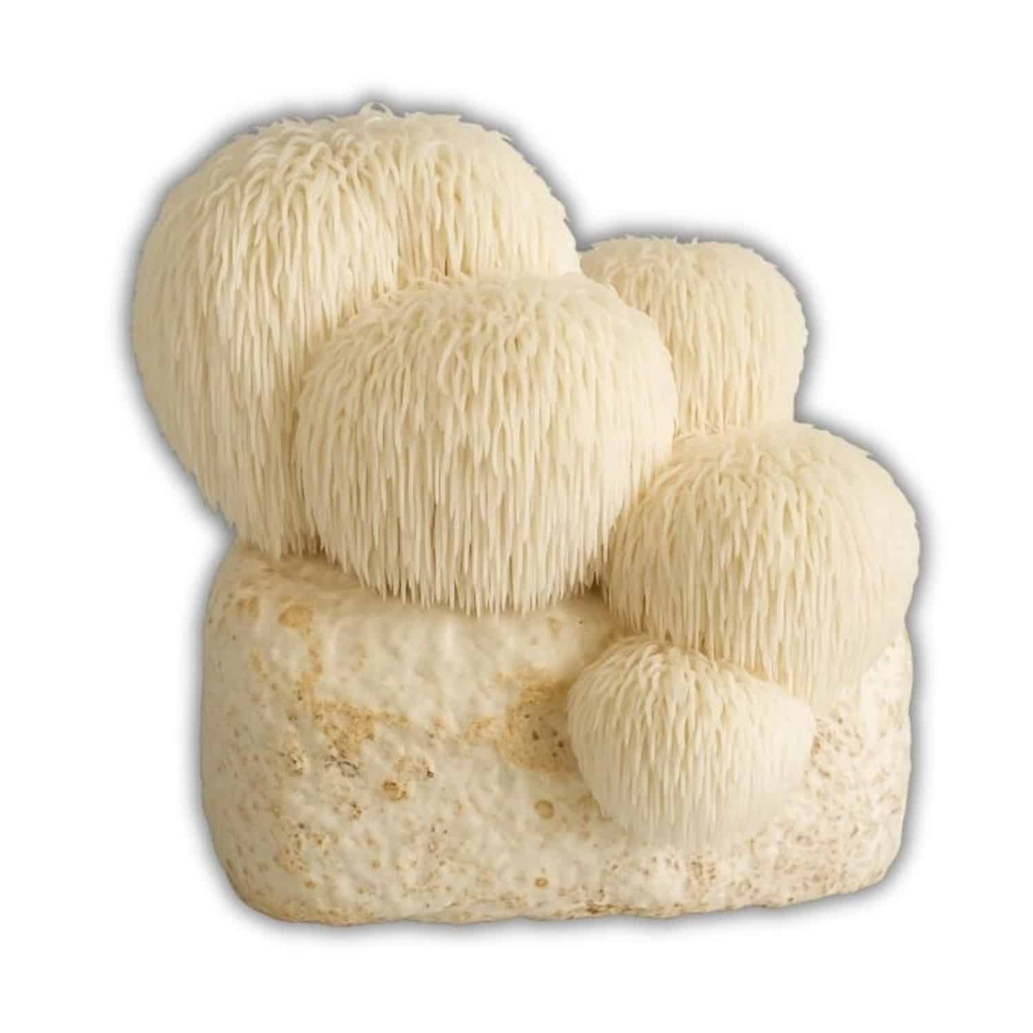 Hawlik Pilzbrut Bio Lion's Mane/Löwenmähne/Hericium Pilzzuchtset Vorbeimpft mit Myzel für den Einfachen Anbau Zuhause