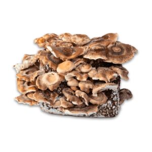 Hawlik Pilzbrut Bio Shiitake Pilzzuchtset mit Substrat und Myzel Inkl. Anbau-Anleitung