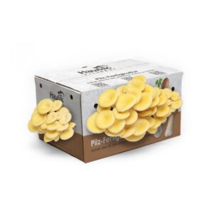 Hawlik Pilzbrut Große Limonenpilz-Kultur zum Pilze Züchten Komplettset für Pilzzucht Zuhause