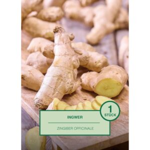 Ingwer 1 Stück Zingiber officinale