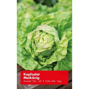 Kopfsalat Maikönig