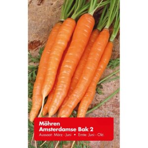 Möhre Amsterdamse Bak 2 Zoll