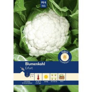 Pabst Keimkraft Blumenkohl Früh & Ertragreich Erfurt Saatgut