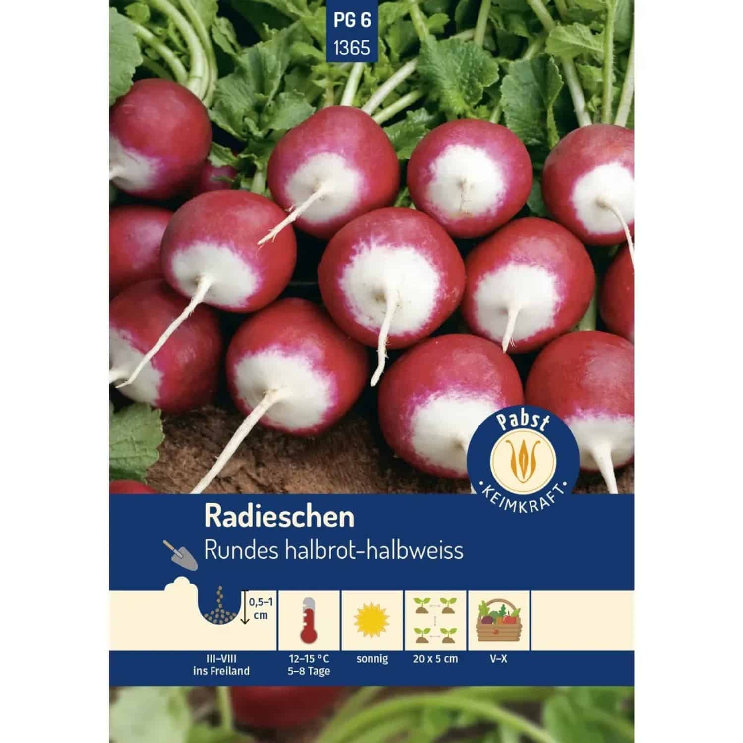 Pabst Keimkraft Radieschen Fest & Zweifarbig Rundes Halbrot-Halbweiss Saatgut