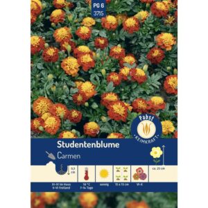 Pabst Keimkraft Studentenblume Carmen Saatgut