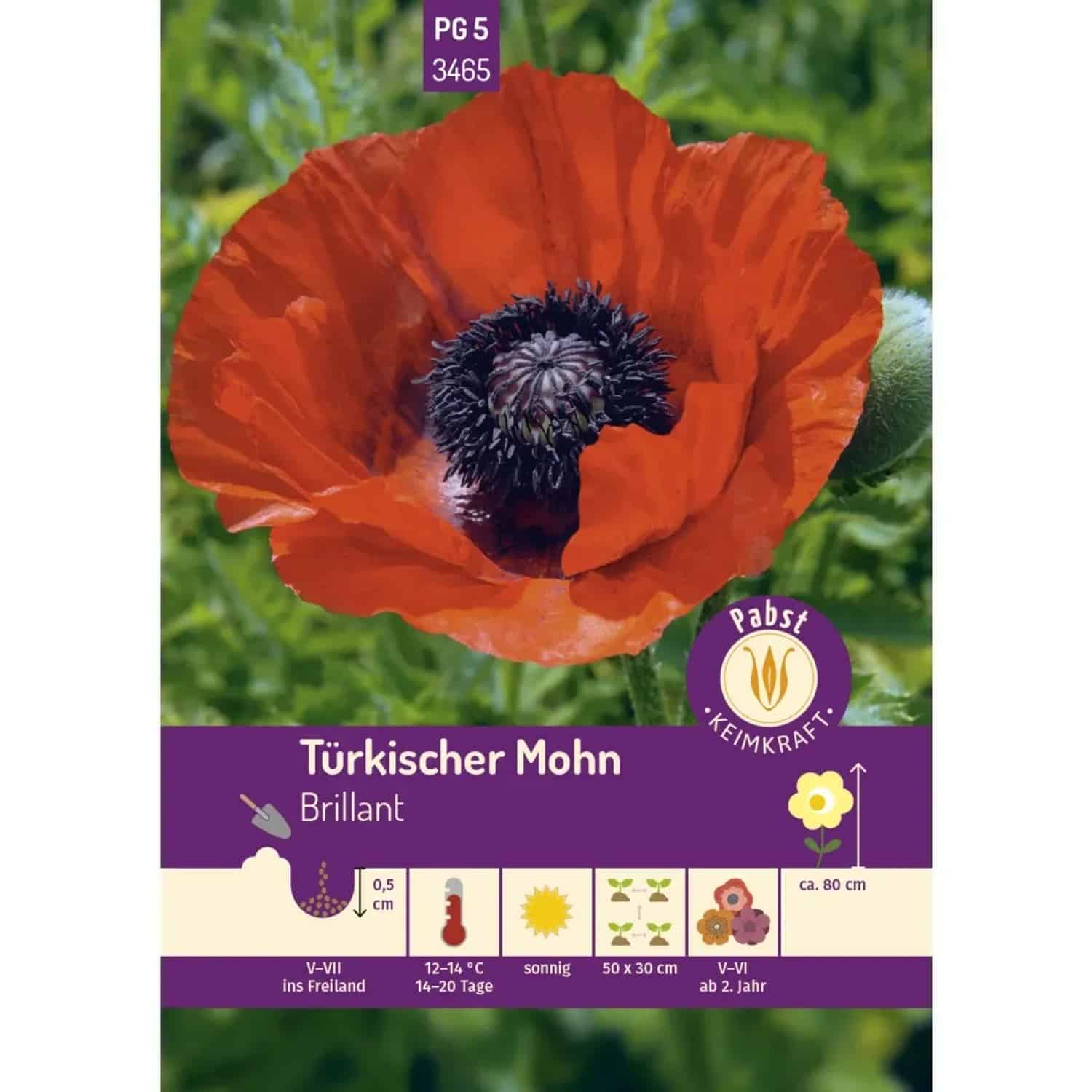 Pabst Keimkraft Türkischer Mohn Brillant Saatgut