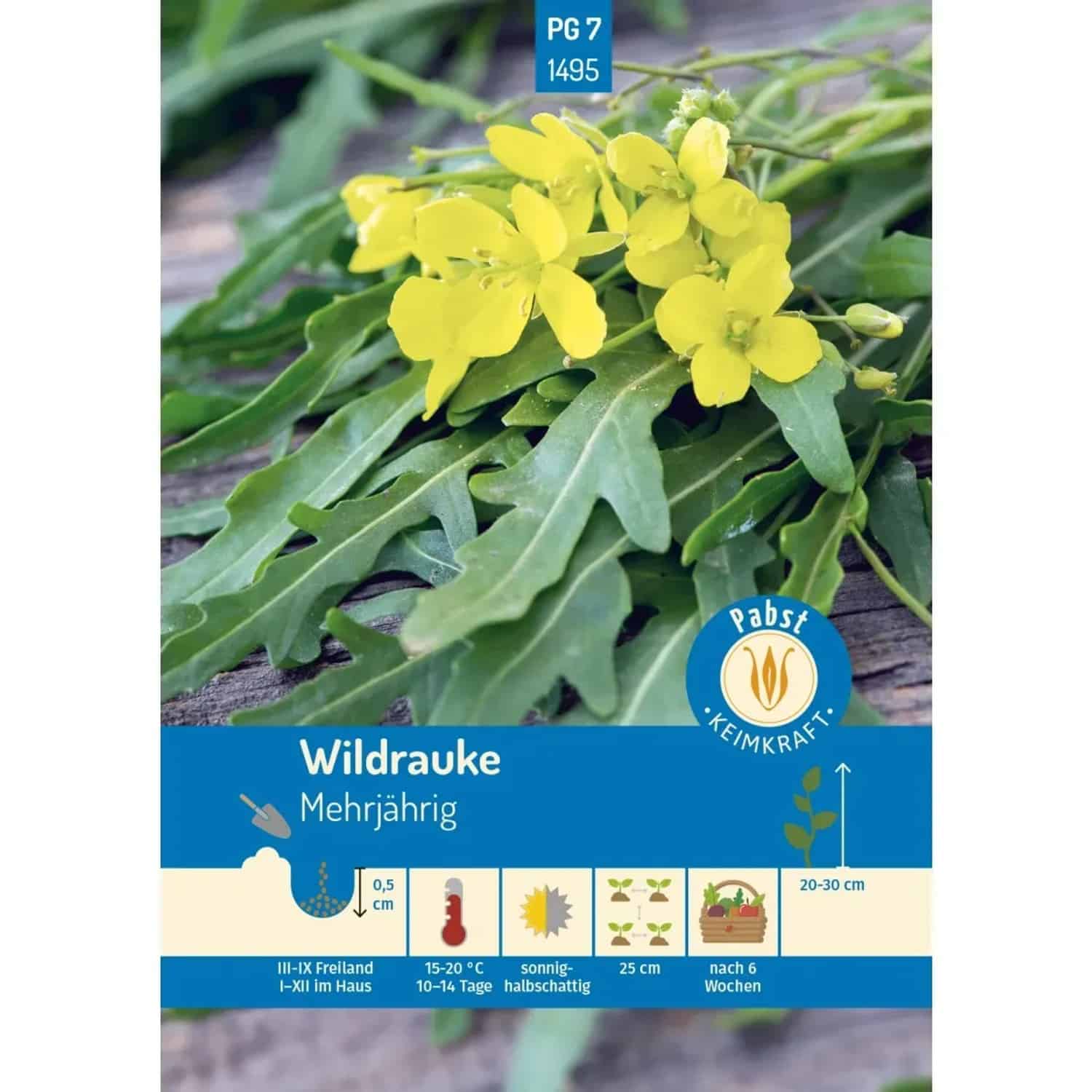 Pabst Keimkraft Wildrauke Rucola Saatgut