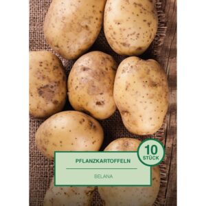 Pflanzkartoffel 10 Stück Solanum tuberosum Belana