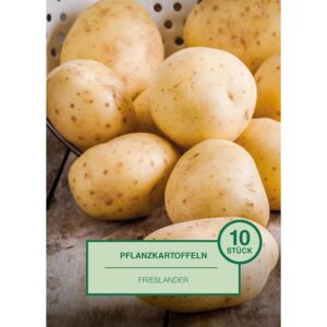 Pflanzkartoffel 10 Stück Solanum tuberosum Frieslander