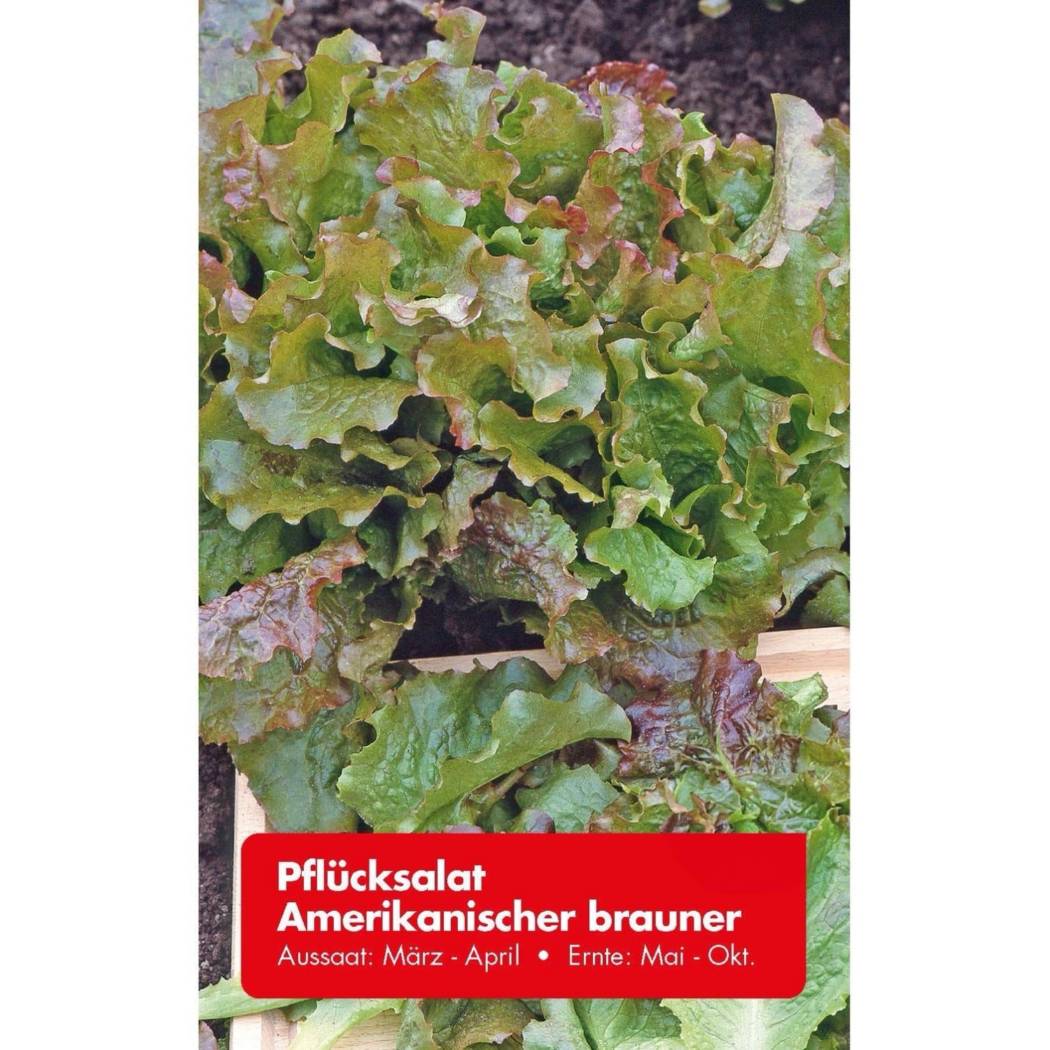 Pflücksalat Amerikanischer Brauner