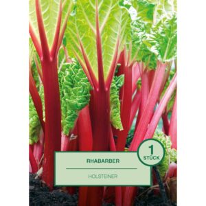 Rhabarbers 1 Stück Rheum rhabarbarum Holsteiner