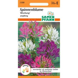 SAMEN PFANN Spinnenpflanze Mix
